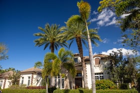 front yard large palms