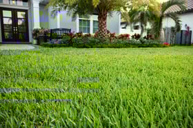 close up green lawn 1