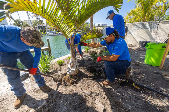 crew planting palm 2